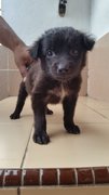 Puppies In Klang For Adoption - Mixed Breed Dog