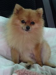 Tazz - Pomeranian Dog