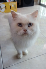 Mimi - Persian + Domestic Long Hair Cat
