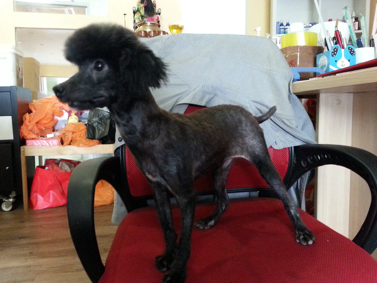 Poodle Dog For Adoption 4 Years, Black Toy Poodle from Subang Jaya
