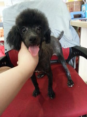 Black Toy Poodle - Poodle Dog