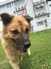 Bear - Mixed Breed Dog