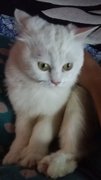 Bobot - Persian Cat