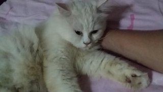 Bobot - Persian Cat