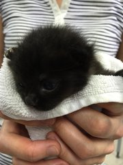 Little Little Blackie - Domestic Medium Hair Cat