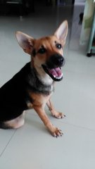 Monmon- German Shepherd Mix - Mixed Breed Dog