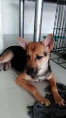 Monmon- German Shepherd Mix - Mixed Breed Dog