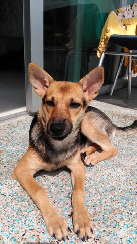 Monmon- German Shepherd Mix - Mixed Breed Dog