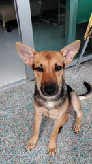 Monmon- German Shepherd Mix - Mixed Breed Dog