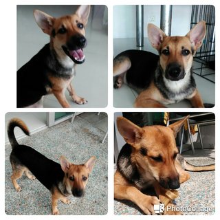 Monmon- German Shepherd Mix - Mixed Breed Dog