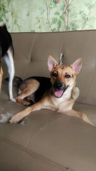 Monmon- German Shepherd Mix - Mixed Breed Dog