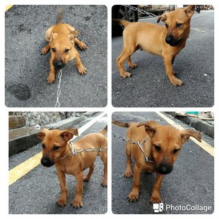 Ranger - Mixed Breed Dog