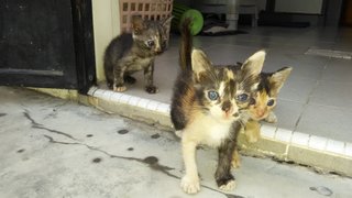 3 Stooges - Domestic Short Hair + Domestic Medium Hair Cat