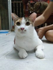 Jing Jing - Calico Cat