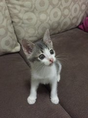 Dessi - Domestic Short Hair Cat