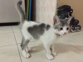 Dessi - Domestic Short Hair Cat