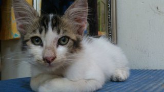 Cino - Domestic Medium Hair + Applehead Siamese Cat
