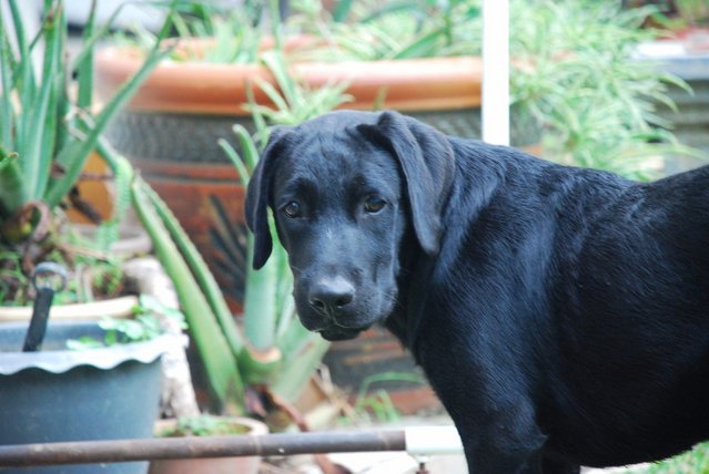 Maxxi - Labrador Retriever Dog