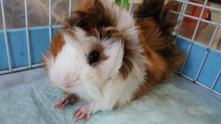 洋洋 (Yang Yang) - Guinea Pig Small & Furry