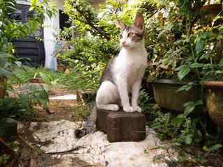 Neo - Domestic Short Hair Cat