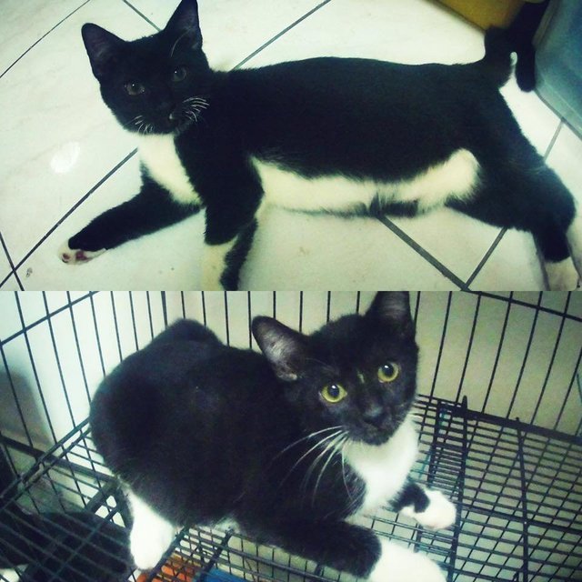 Oreo &amp; Blackie - Domestic Short Hair + Persian Cat