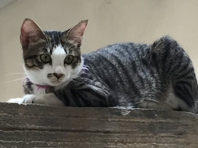 Tian Tian - Domestic Short Hair + Maine Coon Cat