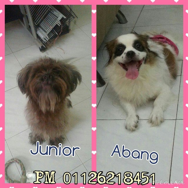 Junior &amp; Abang - Terrier + Cavalier King Charles Spaniel Dog