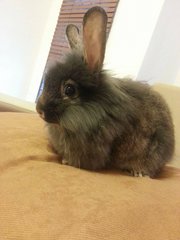 [Adopted!] Muffin - Angora Rabbit Rabbit