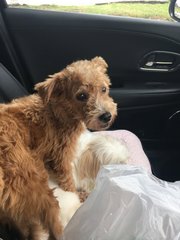 Browny - Poodle Mix Dog