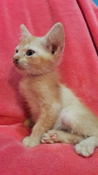 Lily - Domestic Medium Hair Cat
