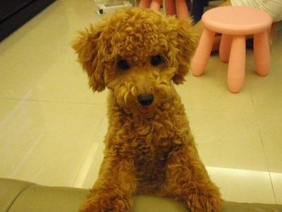Kitty (Red Toy Poddle) - Poodle Dog
