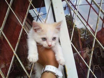 Boy N Girl (Adopted) - Domestic Short Hair Cat