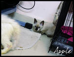 Little Stray Name 'apple' - Tonkinese + Siamese Cat