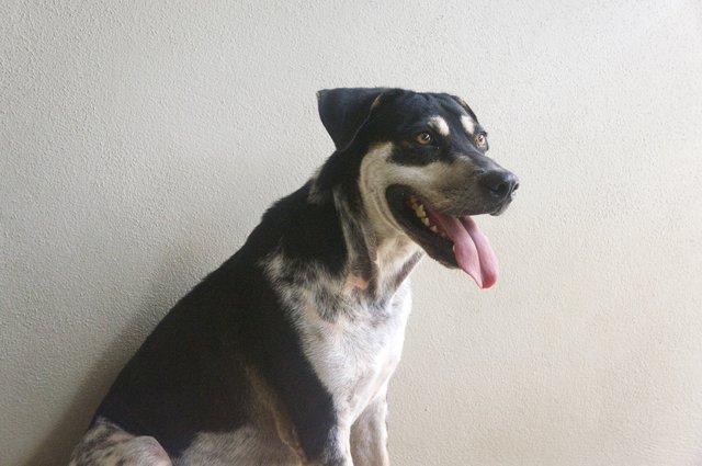 Mullet - Mixed Breed Dog