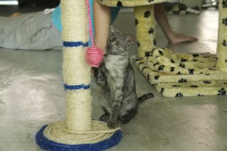 Malibu - Domestic Short Hair + Burmese Cat