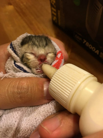 Urgent! 2 Abandon 1day Old Kittens - Domestic Short Hair Cat