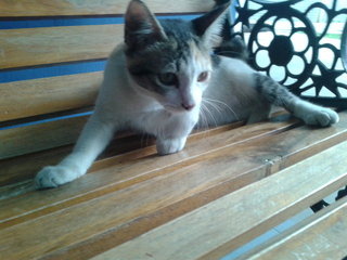 kiten hanging out on a bench