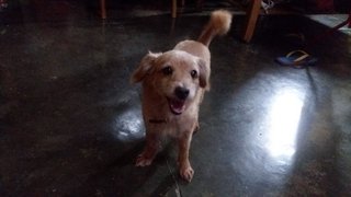 Lucky - Poodle + Terrier Dog