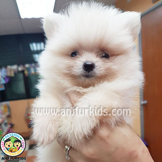 Qualitydfdsgf Male Pomeranian Puppies - Pomeranian Dog