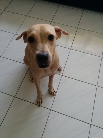 Teerak - Pit Bull Terrier + Labrador Retriever Dog