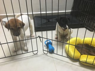 2 Sibling Pups (Toilet-trained ) - Terrier Mix Dog