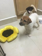 2 Sibling Pups (Toilet-trained ) - Terrier Mix Dog