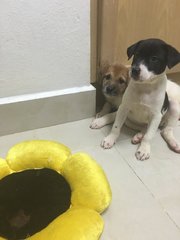 2 Sibling Pups (Toilet-trained ) - Terrier Mix Dog