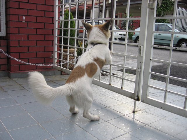 Lassie - Mixed Breed Dog