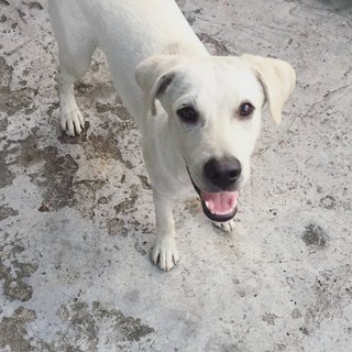 White Lab Mix - Labrador Retriever Mix Dog