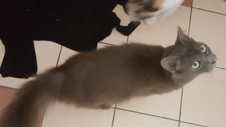 Mami - Domestic Medium Hair + Maine Coon Cat