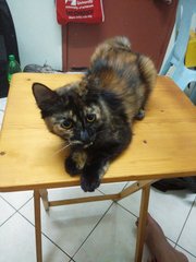 Ember - Persian + Domestic Short Hair Cat