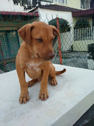 Caramel - Mixed Breed Dog