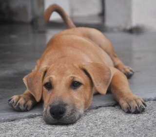 ♥ Borhan Jr. ♥ - Labrador Retriever Mix Dog