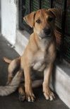 ♥ Borhan Jr. ♥ - Labrador Retriever Mix Dog